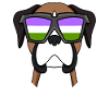 Genderqueer Lgbt Dog German Boxer