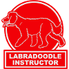 Labradoodle Instructeur en rouge