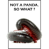 Kein Panda, na und?