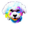 Bichon Frisé design in colour