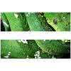 Emerald Tree Boa