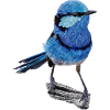 Splendid maluro
