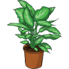 Potted plant