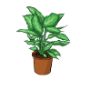 Potted plant