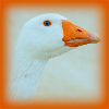 Goose