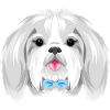 Ritratto di un grazioso Shih Tzu con fiocco blu