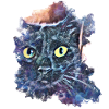 black cat, head, Minya 01