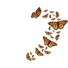 Entomology Milkweed Monarch Butterfly Heartshape
