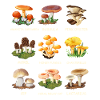 Cueillette de champignons Espèces de champignons Cueilleurs de champignons