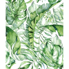 Monstera