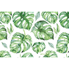 Monstera