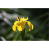 Iris Lily Yellow Flower