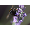 Bee lavender Lavender flower