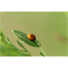 Ladybug Beetle May Beetle