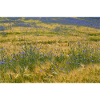 Cornflower Field