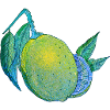 Aquarelle Lemon Magic