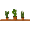 Potted plants cactus