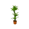 Hobby Gärtnerin Pflanze
