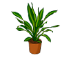 Gärtnerin Topfpflanze