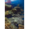Marine life