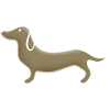 Dachshund brown