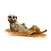 Suricate