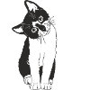 Süße Katze