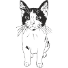 Süße Katze