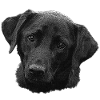 labradorgesicht, Labradorretriever