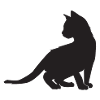 Kitten design