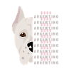 dogo argentino