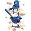splendid maluro
