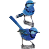 splendid maluro