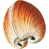 Sandy Seashells