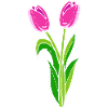 Beautiful Tulips Plant Lovers Poison