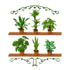 Plants Accumulation potted plants