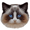 Ragdoll, samtpfote, Katzen design
