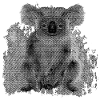 australische tiermotive, Koala Bär, Beuteltiere