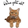 Katze
