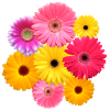 Gerbera blomst farverig blomstrende Gerberas blomster blomster