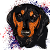 Dachshund