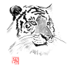 white tiger