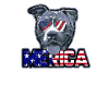 Merica - pitbull américain