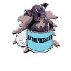 Antidepressant - grey pitbull