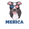 Merica - pitbull dog