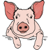 Pig head