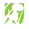 T-Rex Tyrannosaurus Rex