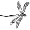 Libellule