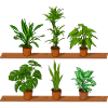Potted plants