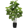 Indoor plant